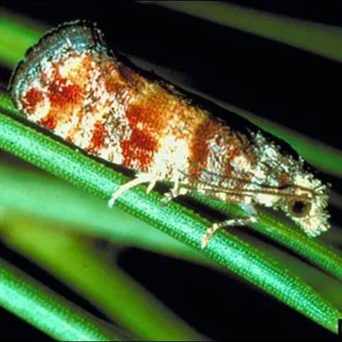 thumbnail for publication: Nantucket Pine Tip Moth, Rhyacionia frustrana (Comstock) (Insecta: Lepidoptera: Tortricidae)